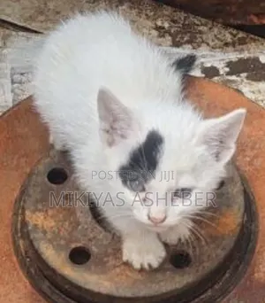 1-3 months Male Purebred American Bobtail