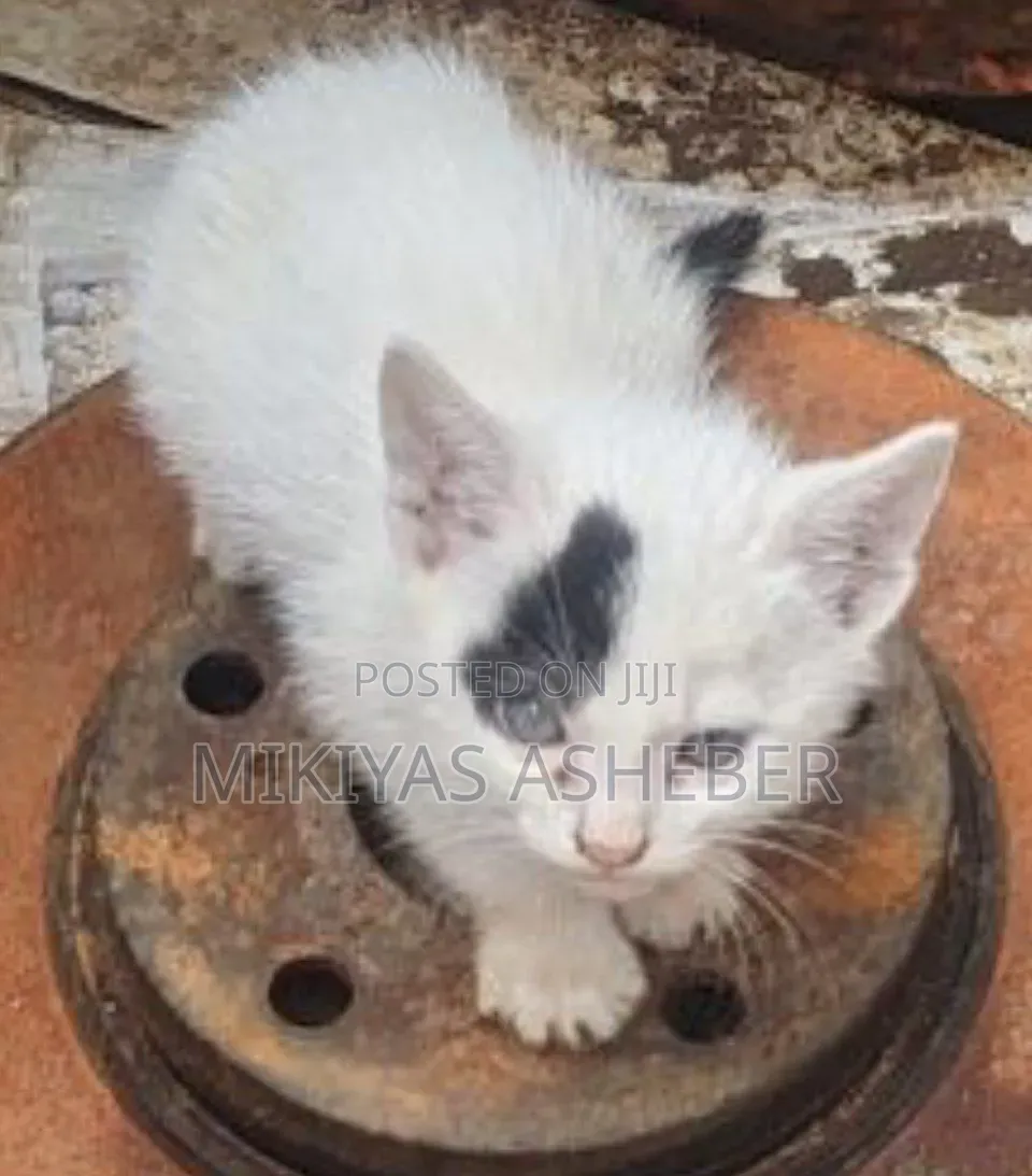 1-3 months Male Purebred American Bobtail