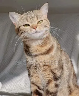 1-3 months Male Purebred American Shorthair