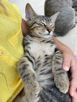 1-3 months Female Purebred American Wirehair