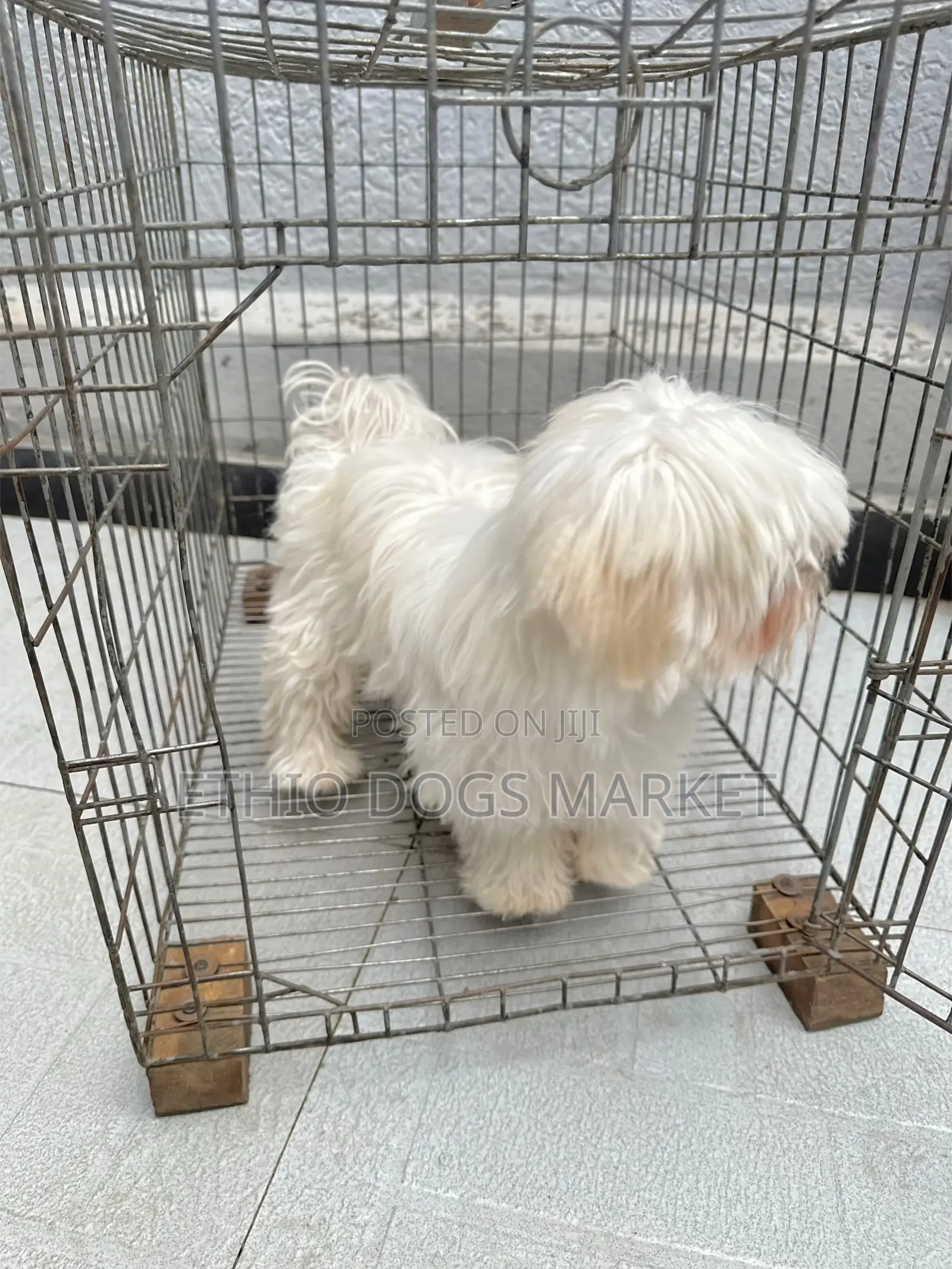 1-3 months Male Purebred Maltese