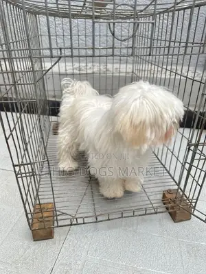 1-3 months Male Purebred Maltese