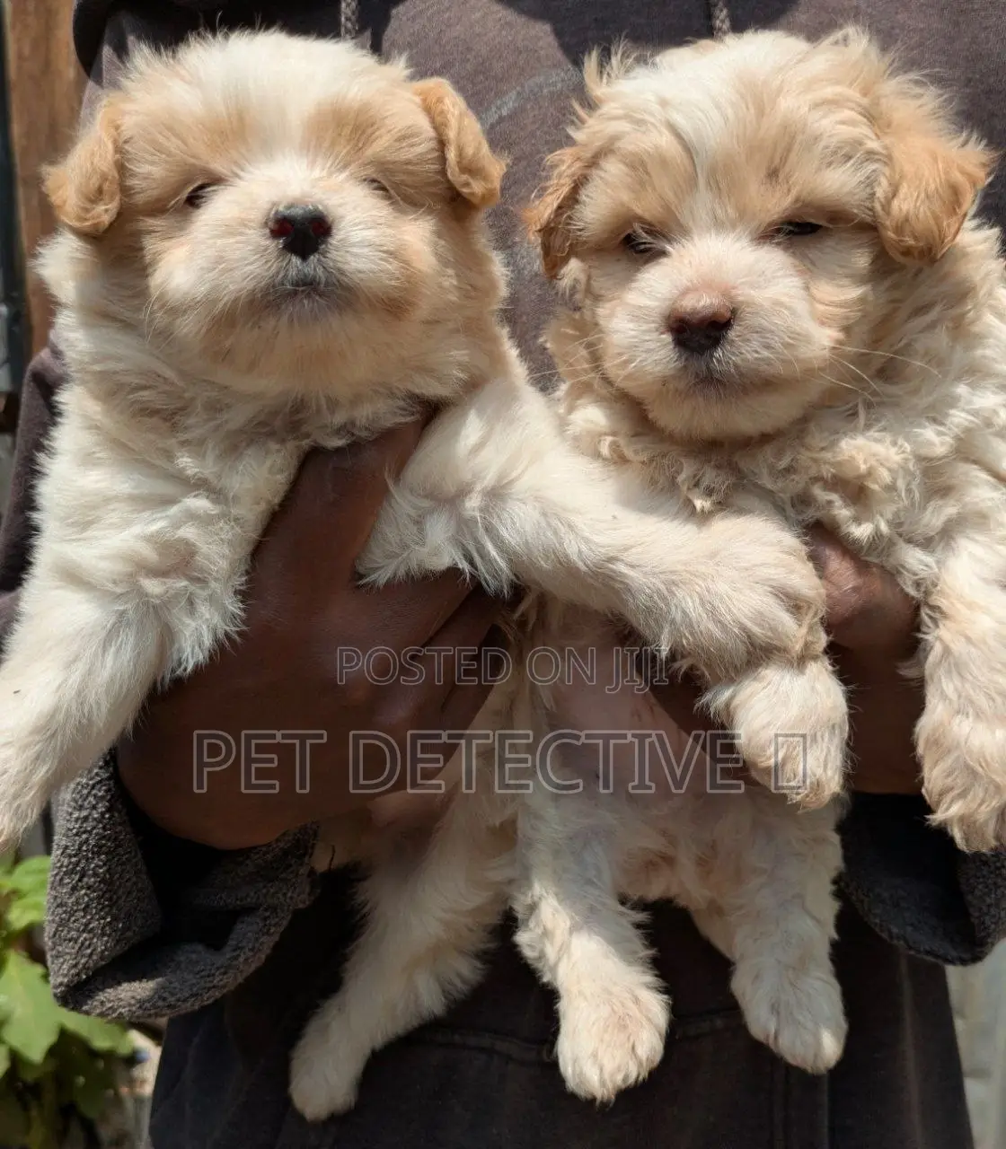 1-3 months Male Purebred Maltipoo