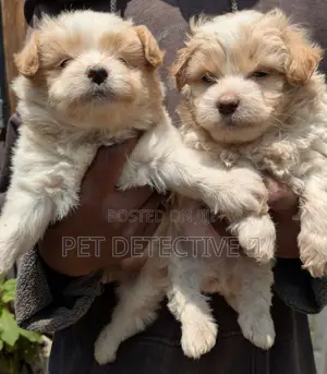 1-3 months Male Purebred Maltipoo