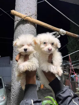 1-3 months Male Purebred Maltese