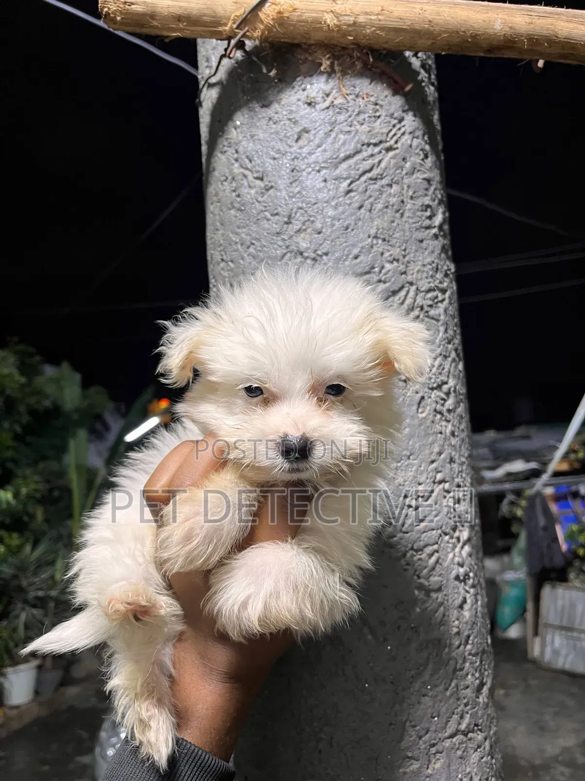 1-3 months Male Purebred Maltese