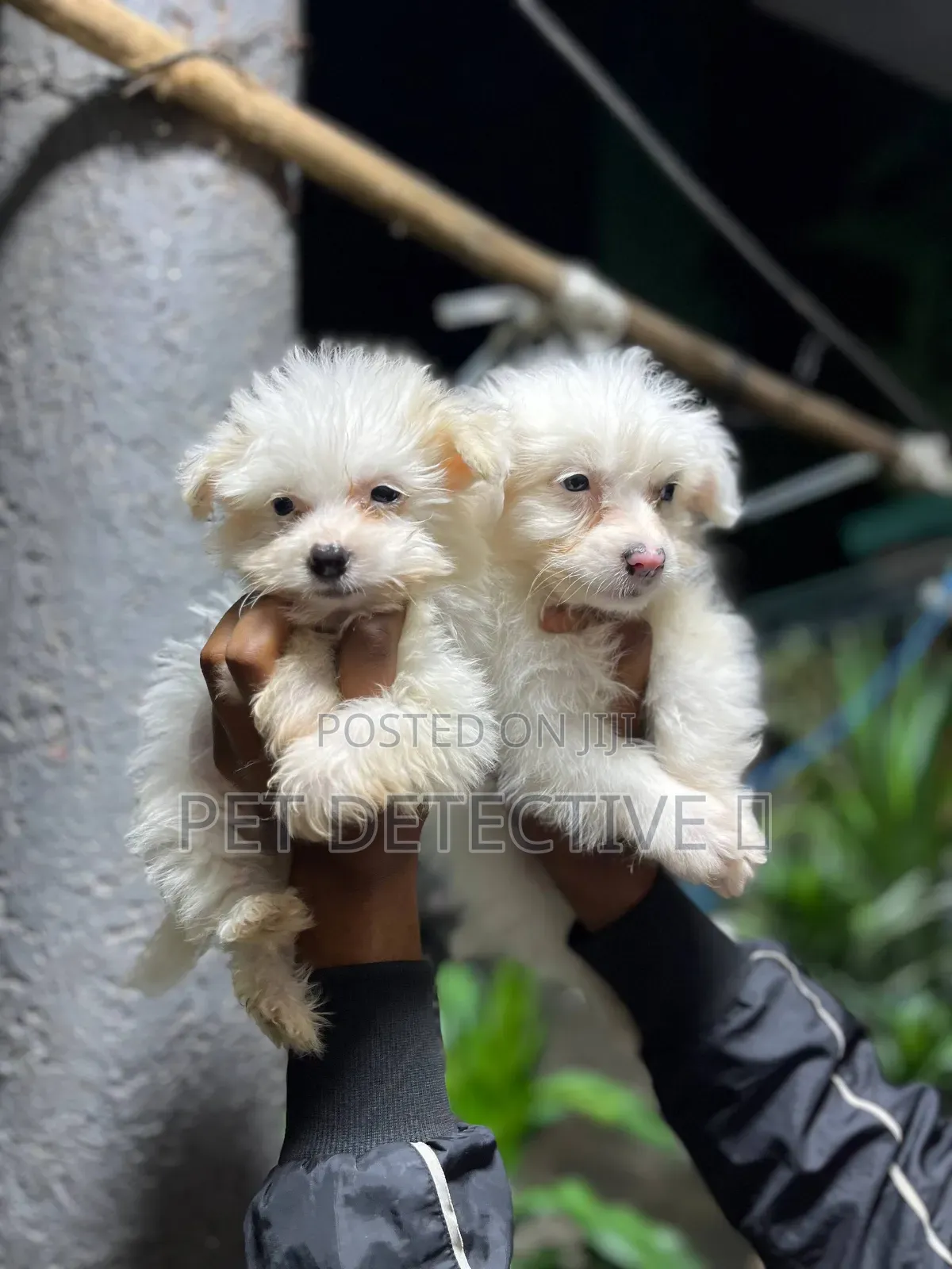 1-3 months Male Purebred Maltese