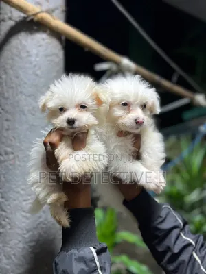 1-3 months Male Purebred Maltese