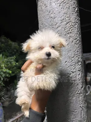 1-3 months Male Purebred Maltese