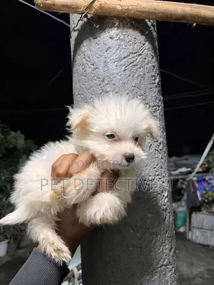 1-3 months Male Purebred Maltese