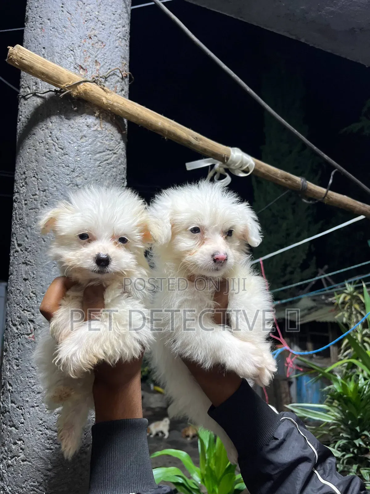 1-3 months Male Purebred Maltese