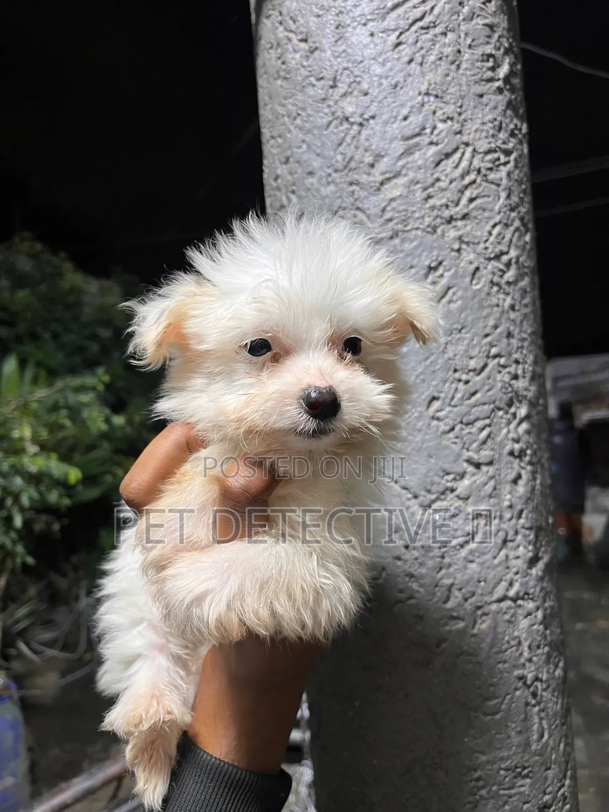 1-3 months Male Purebred Maltese