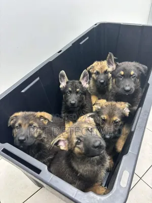 1-3 months Male Purebred German Shepherd