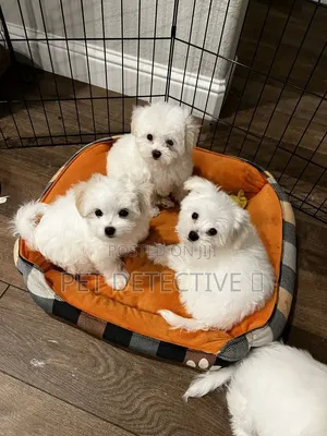 1-3 months Male Purebred Maltipoo