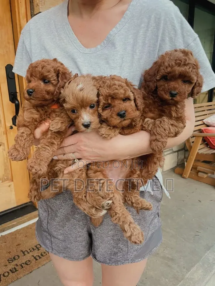 1-3 months Male Purebred Poodle