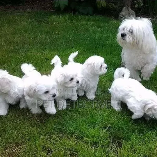 1-3 months Male Purebred Maltese