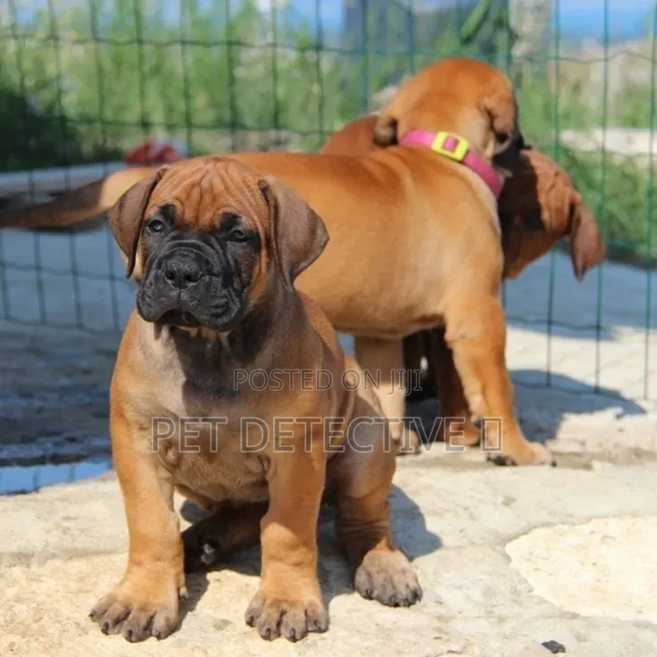 1-3 months Male Purebred Boerboel
