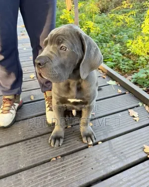 1-3 months Male Purebred Boerboel