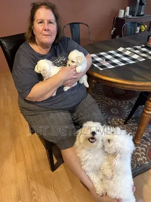 1-3 months Male Purebred Maltese