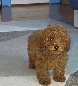 1-3 months Male Purebred Poodle
