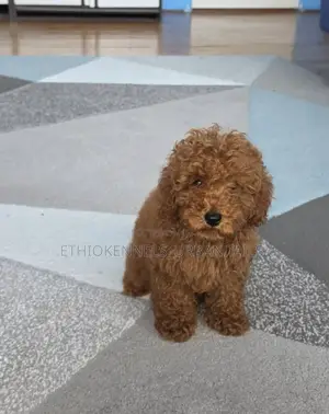 1-3 months Male Purebred Poodle