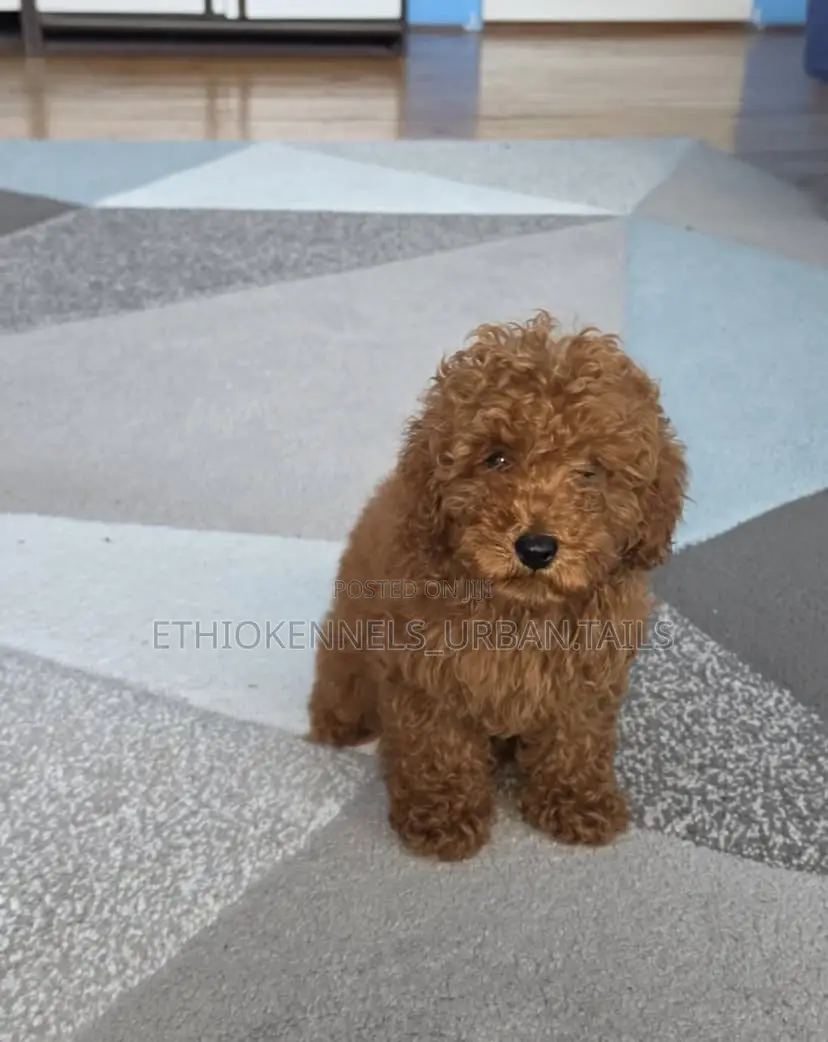 1-3 months Male Purebred Poodle