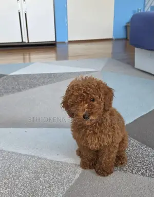 1-3 months Male Purebred Poodle