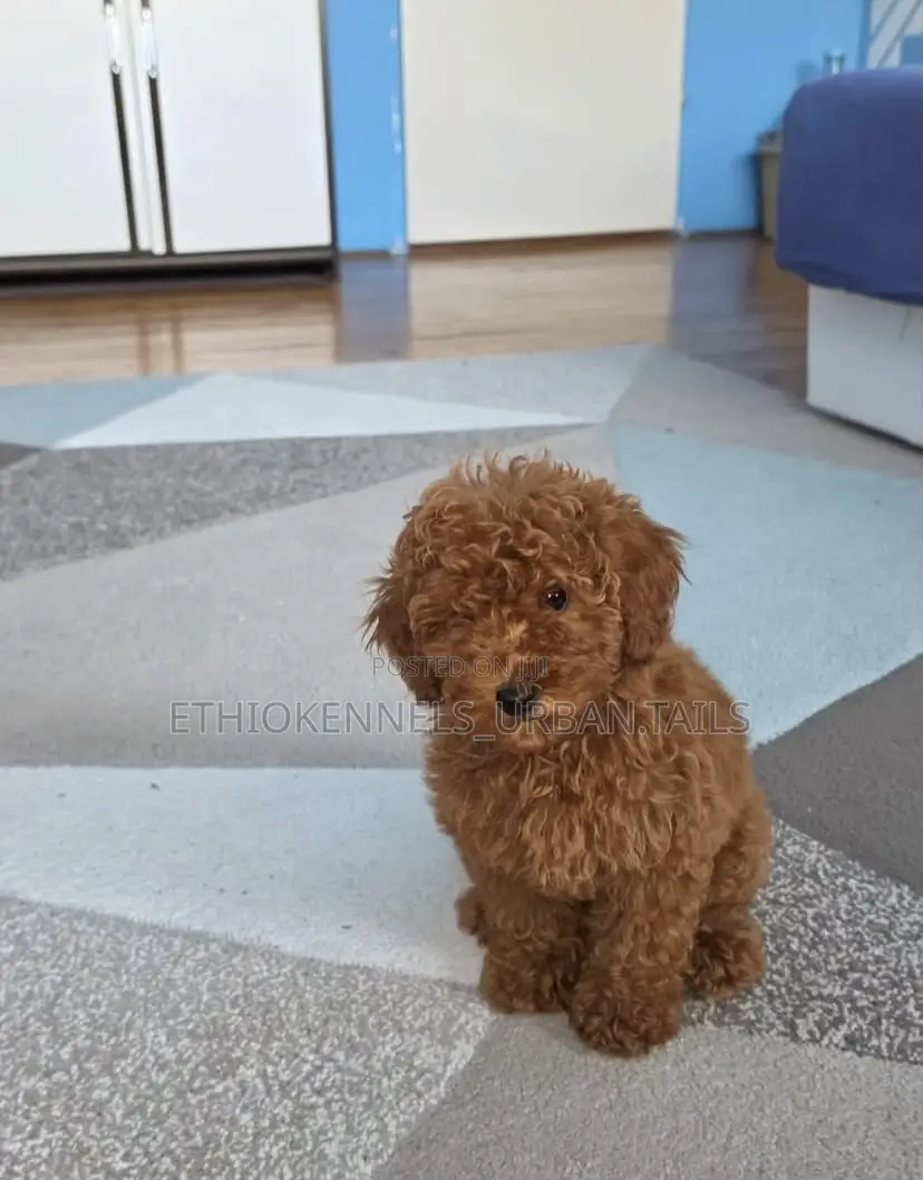 1-3 months Male Purebred Poodle