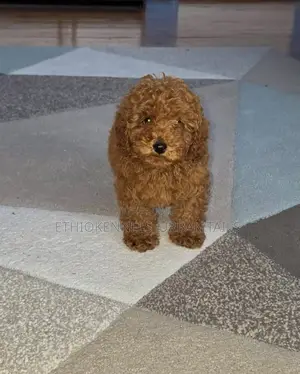 1-3 months Male Purebred Poodle