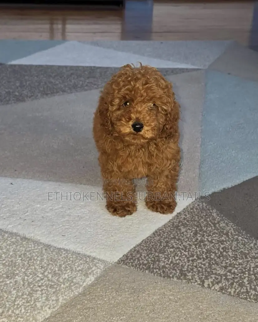 1-3 months Male Purebred Poodle