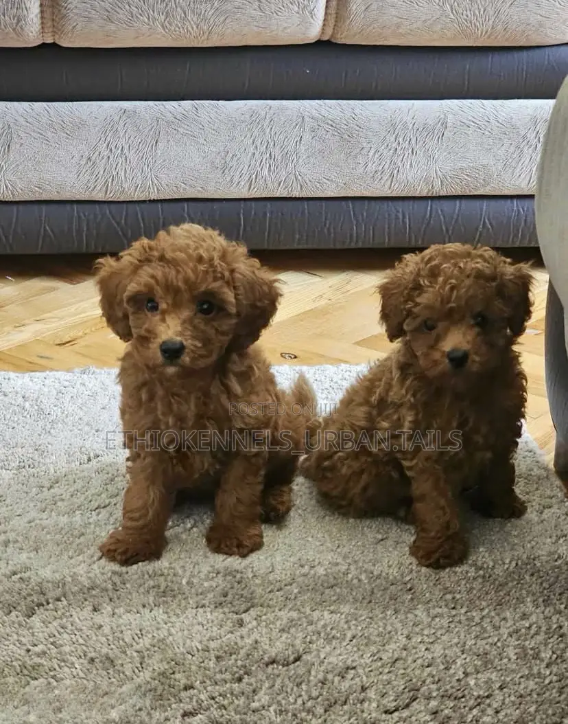 1-3 months Female Purebred Poodle