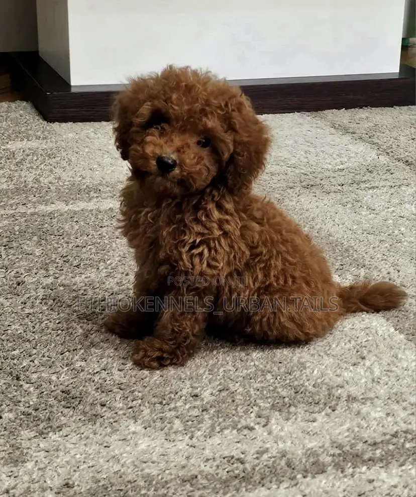 1-3 months Female Purebred Poodle