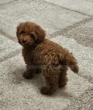 1-3 months Female Purebred Poodle