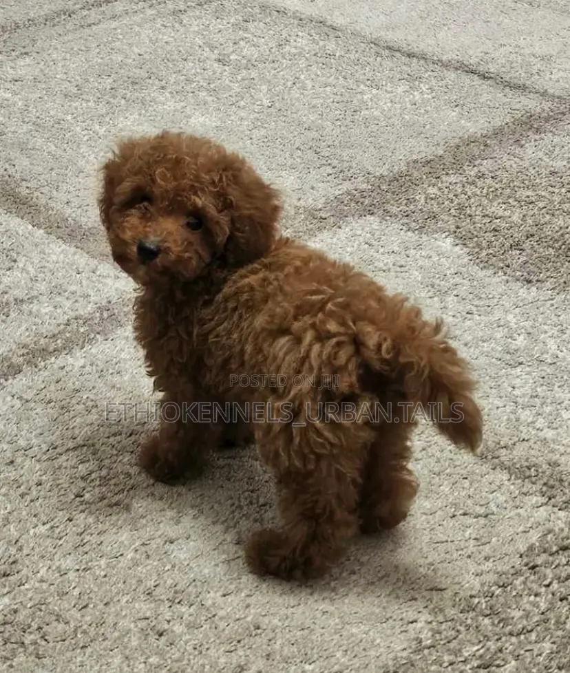 1-3 months Female Purebred Poodle