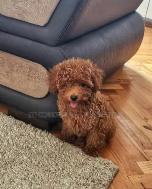 1-3 months Female Purebred Poodle