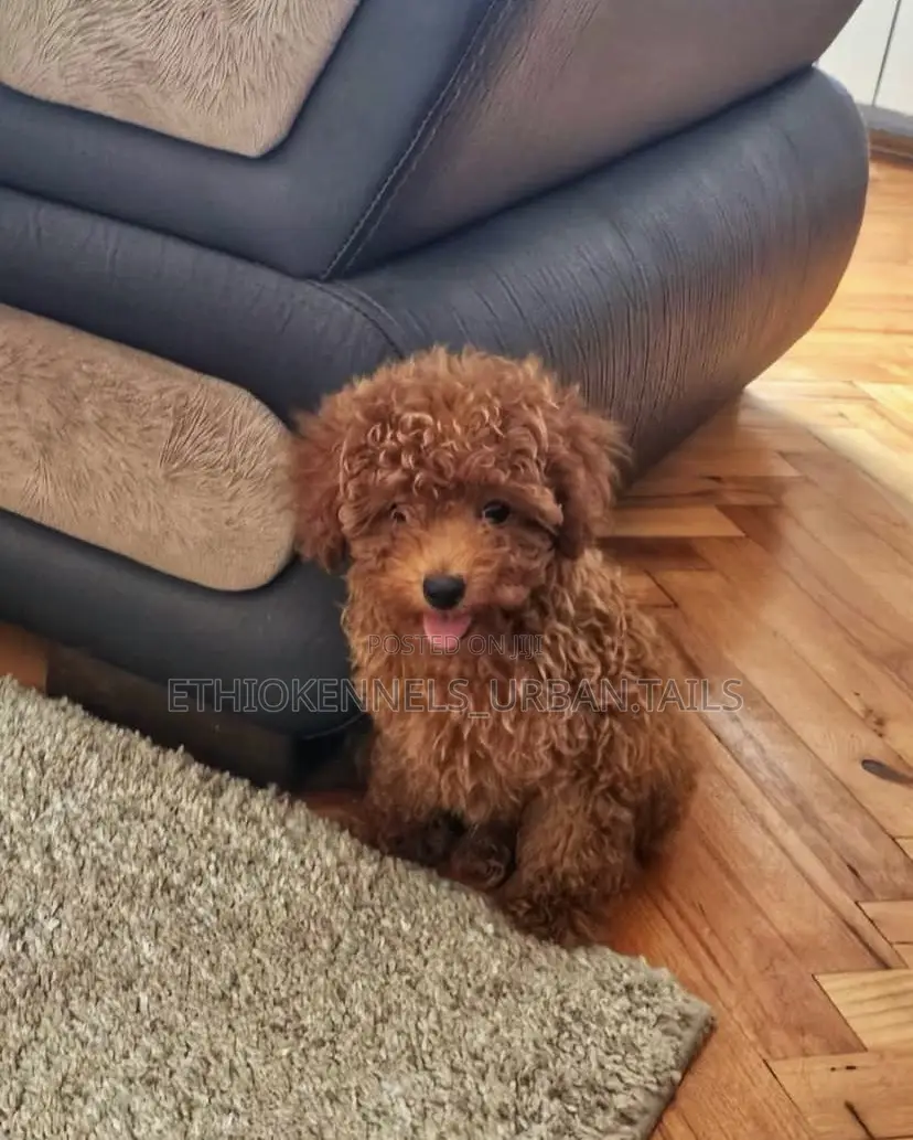 1-3 months Female Purebred Poodle