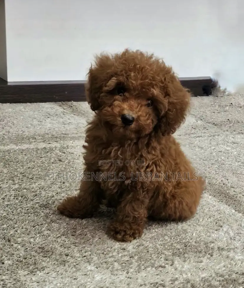 1-3 months Female Purebred Poodle