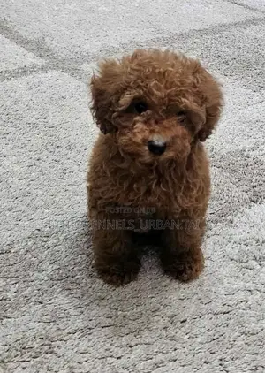 1-3 months Female Purebred Poodle