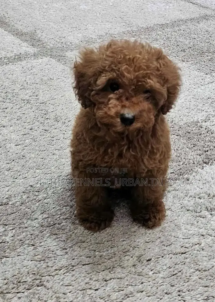 1-3 months Female Purebred Poodle