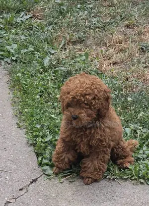 1-3 months Female Purebred Poodle