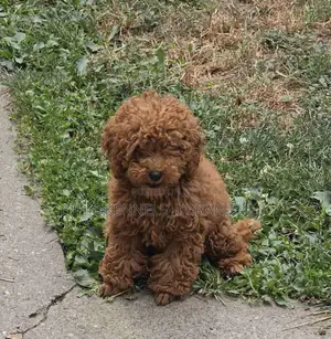 1-3 months Female Purebred Poodle