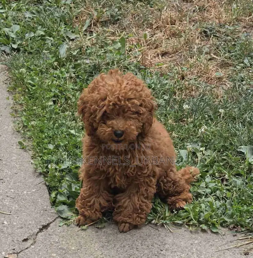1-3 months Female Purebred Poodle