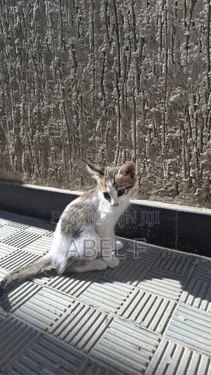 1-3 months Male Mixed Breed Abyssinian