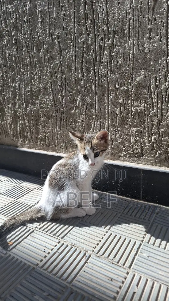 1-3 months Male Mixed Breed Abyssinian