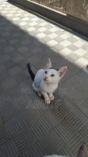 1-3 months Male Mixed Breed Abyssinian
