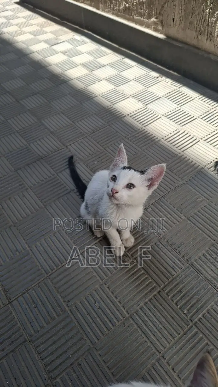 1-3 months Male Mixed Breed Abyssinian