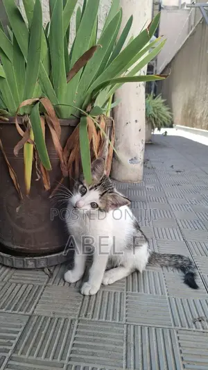 1-3 months Male Mixed Breed Abyssinian