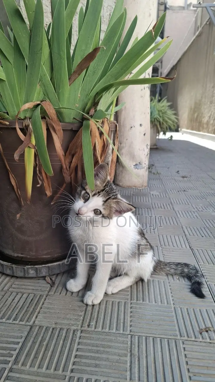 1-3 months Male Mixed Breed Abyssinian