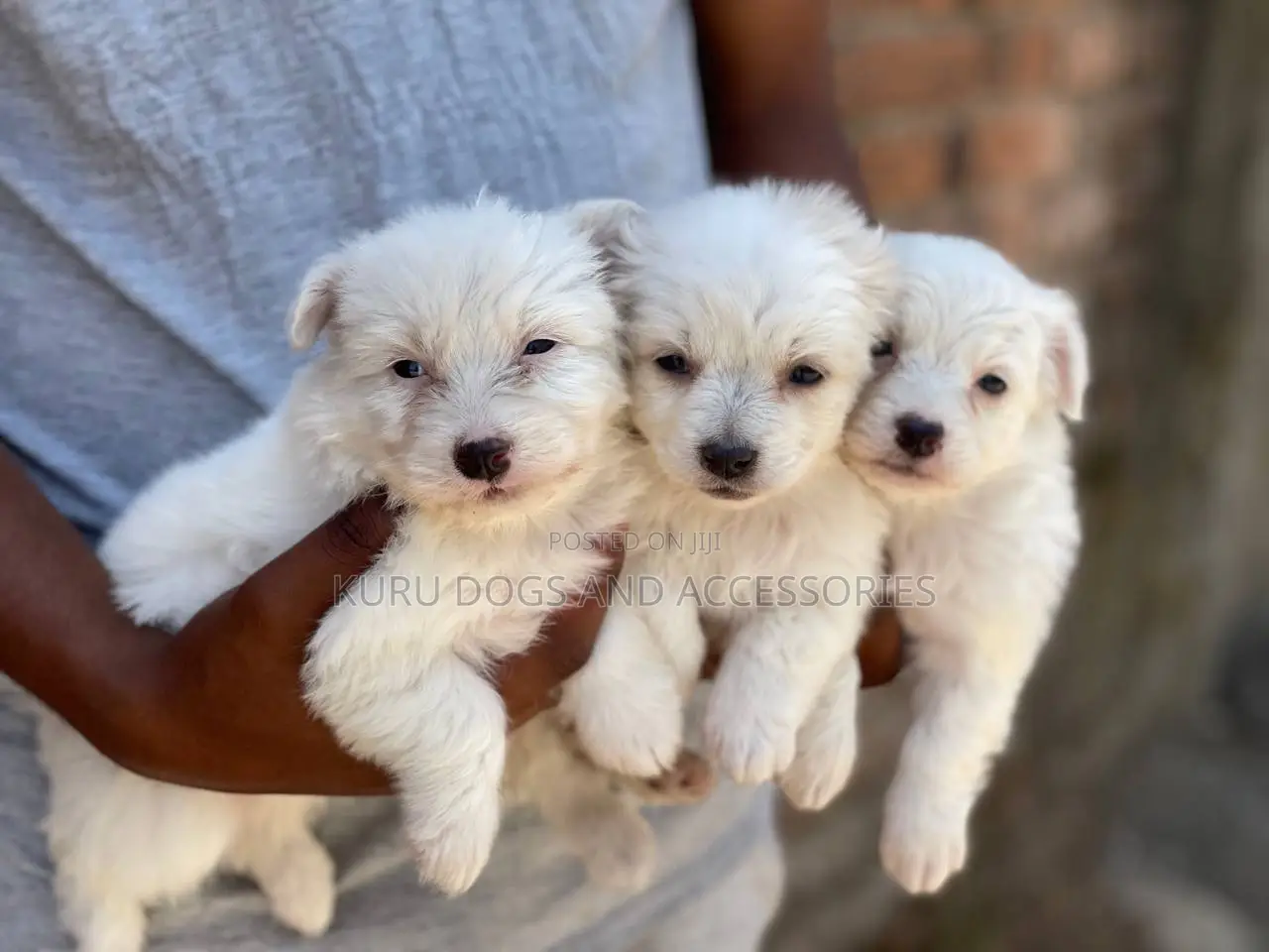 1-3 months Female Purebred Maltese