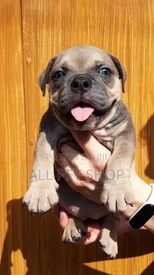 1-3 months Male Purebred American Pit Bull Terrier